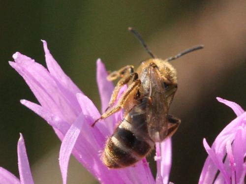 Lasioglossum sp.